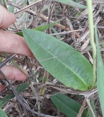 Mandevilla novocapitalis