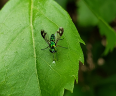 Condylostylus