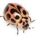 V-marked Lady Beetle - Photo (c) Mike Quinn, Austin, TX, some rights reserved (CC BY-NC), uploaded by Mike Quinn, Austin, TX