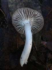 Cuphophyllus colemannianus