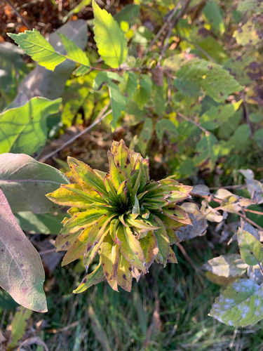 Unknown species found near Lake Forest, IL, US