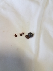 Haemaphysalis longicornis