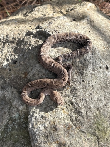 New Mexican Ridge-nosed Rattlesnake, Crotalus willardi