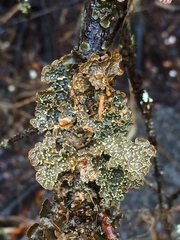 Pseudocyphellaria citrina