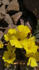 Oxalis bulbocastanum