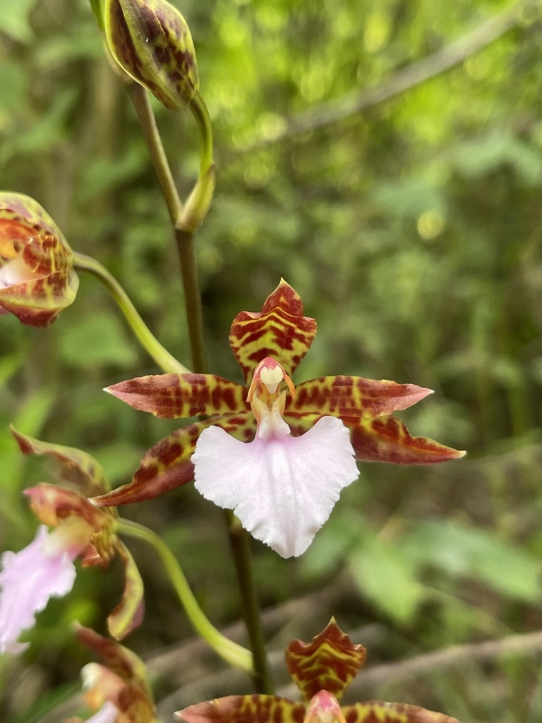 Rhynchostele bictoniensis