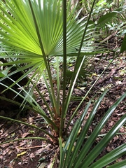 Livistona chinensis