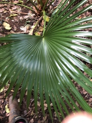 Livistona chinensis