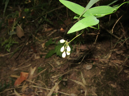 Bomarea salsilla (Bomarea salsilla)