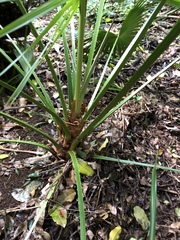 Livistona chinensis