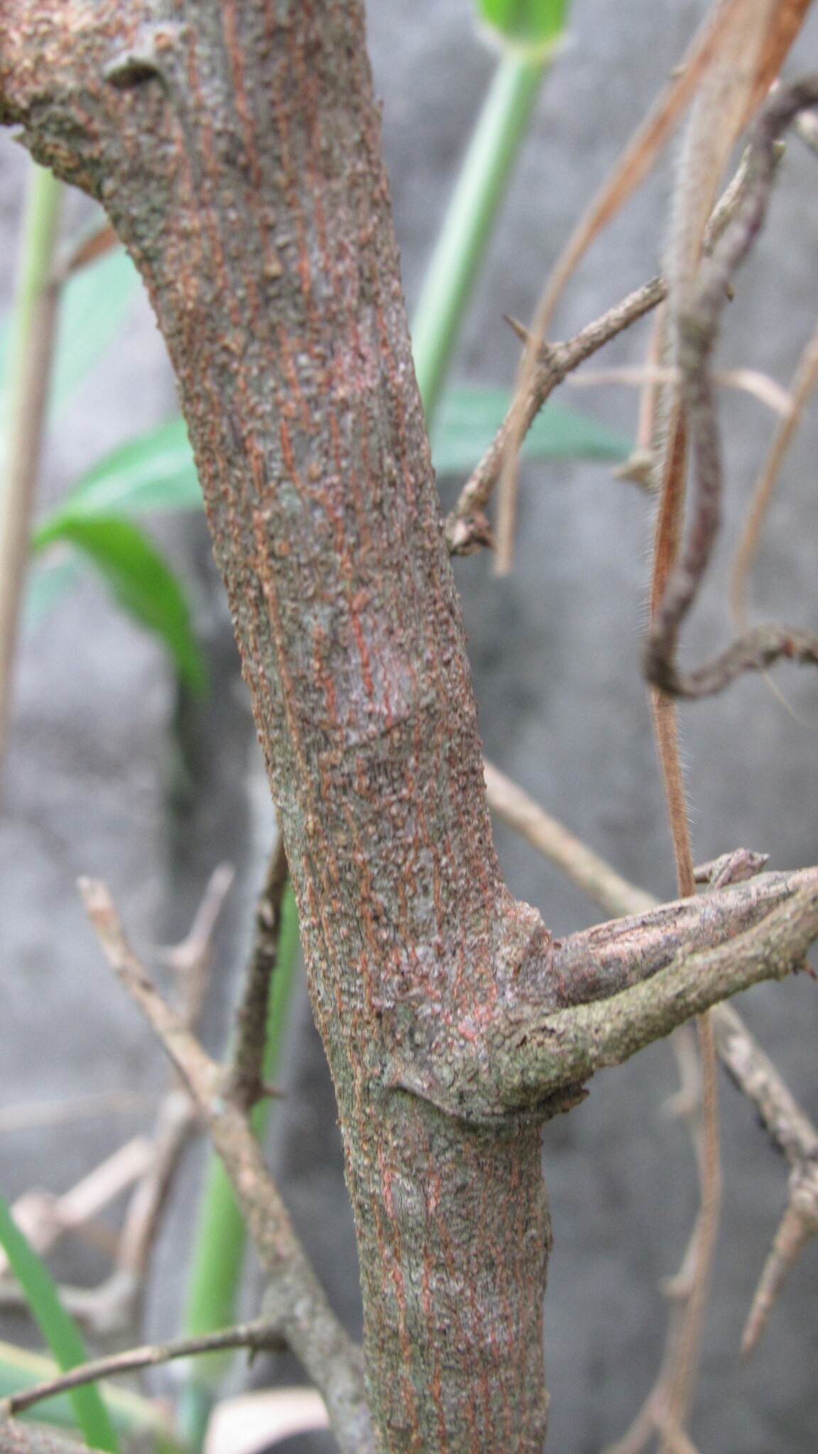 Celtis lancifolia