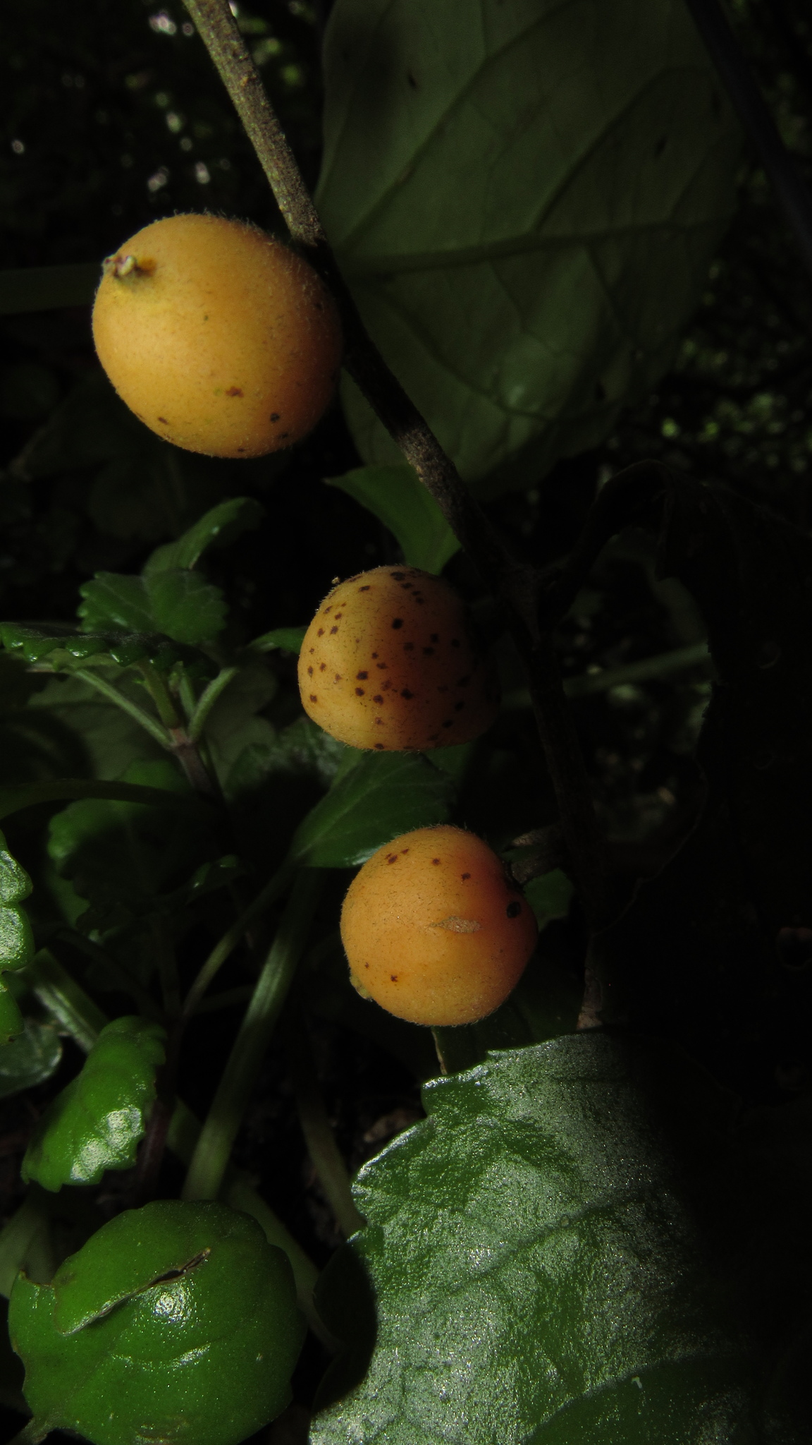 Celtis lancifolia