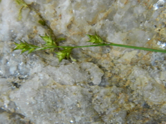 Carex laeviculmis