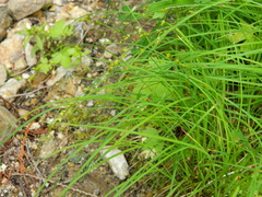 Carex laeviculmis