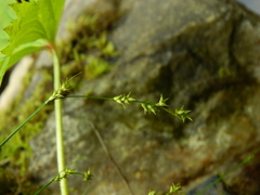 Carex laeviculmis