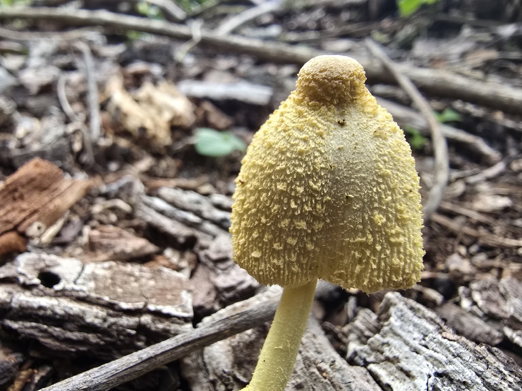 Leucocoprinus birnbaumii · November 2025 · photo: © jalilr (iNaturalist, cc-by-sa)
