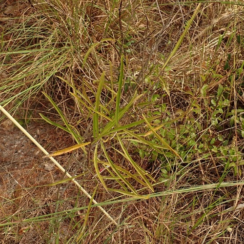 Manasota Pawpaw (Asimina manasota)