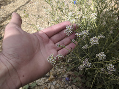 Lepidium fremontii