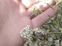 Lepidium fremontii