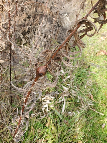 Unknown species found near Ravena, NY, USA