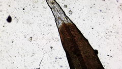 Racomitrium heterostichum