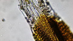 Racomitrium heterostichum