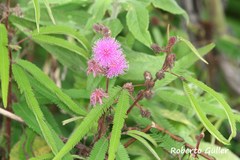 Mimosa xanthocentra xanthocentra