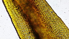 Racomitrium heterostichum