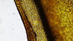 Racomitrium heterostichum