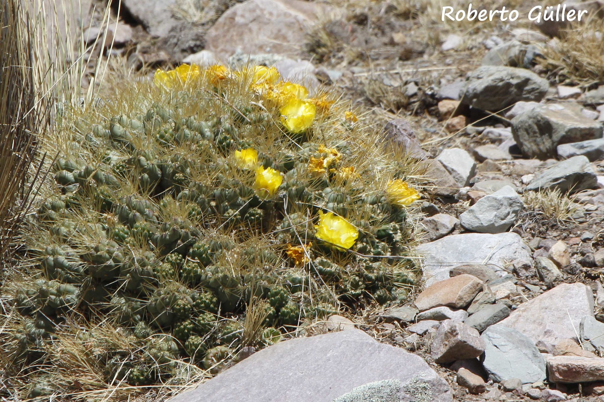 Cumulopuntia boliviana