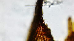 Racomitrium heterostichum