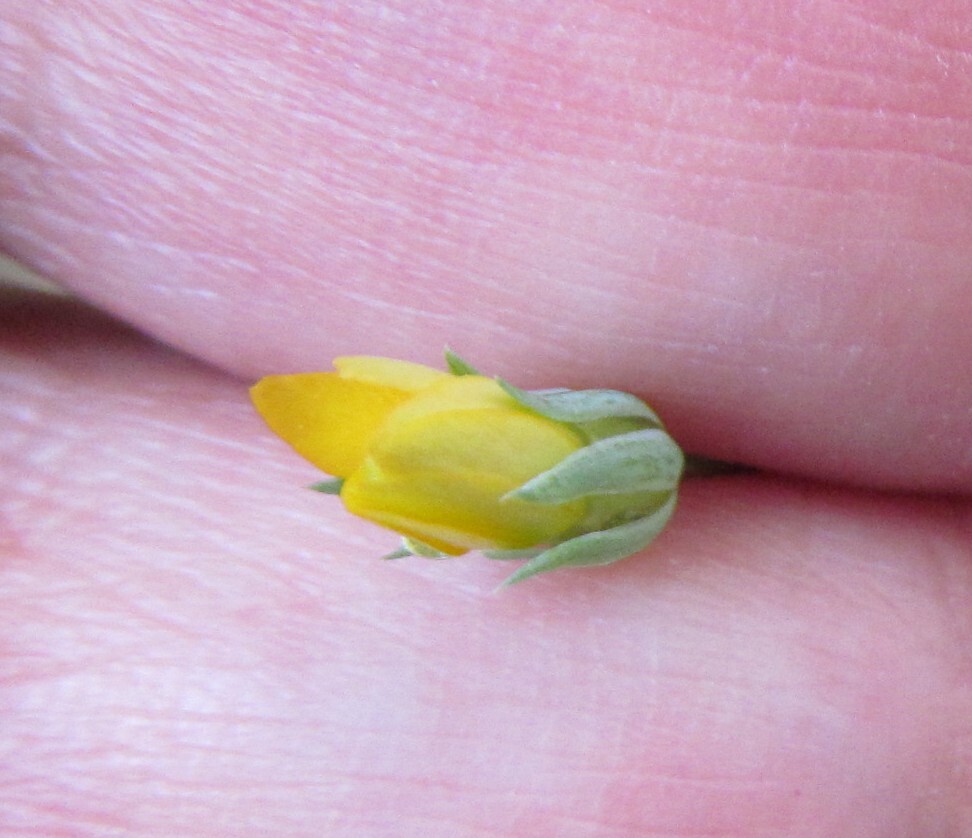 Late-Flowering Yellow-Wort (Blackstonia acuminata)