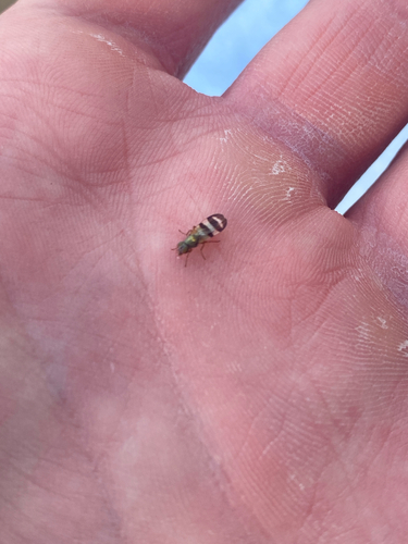Unknown species found near Mt Hope Rd, Ashburn, VA, US