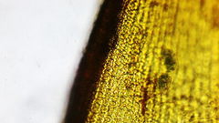 Racomitrium heterostichum