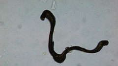 Racomitrium heterostichum