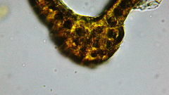 Racomitrium heterostichum