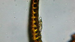 Racomitrium heterostichum