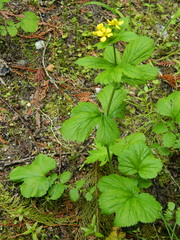 Geum macrophyllum macrophyllum