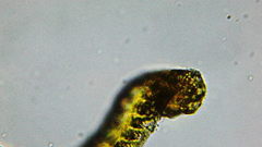 Racomitrium heterostichum