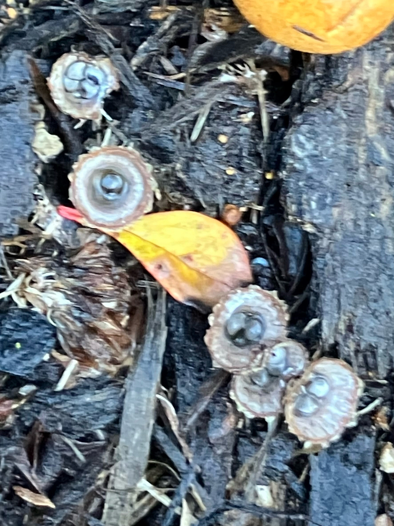 Cyathus striatus · October 2025 · photo: © riverahlquist (iNaturalist, cc-by)
