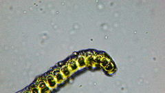 Racomitrium heterostichum