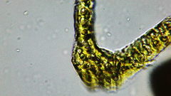 Racomitrium heterostichum