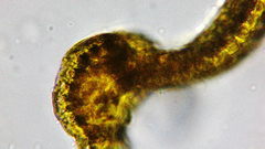 Racomitrium heterostichum