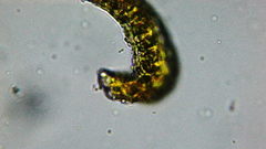 Racomitrium heterostichum