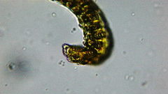 Racomitrium heterostichum