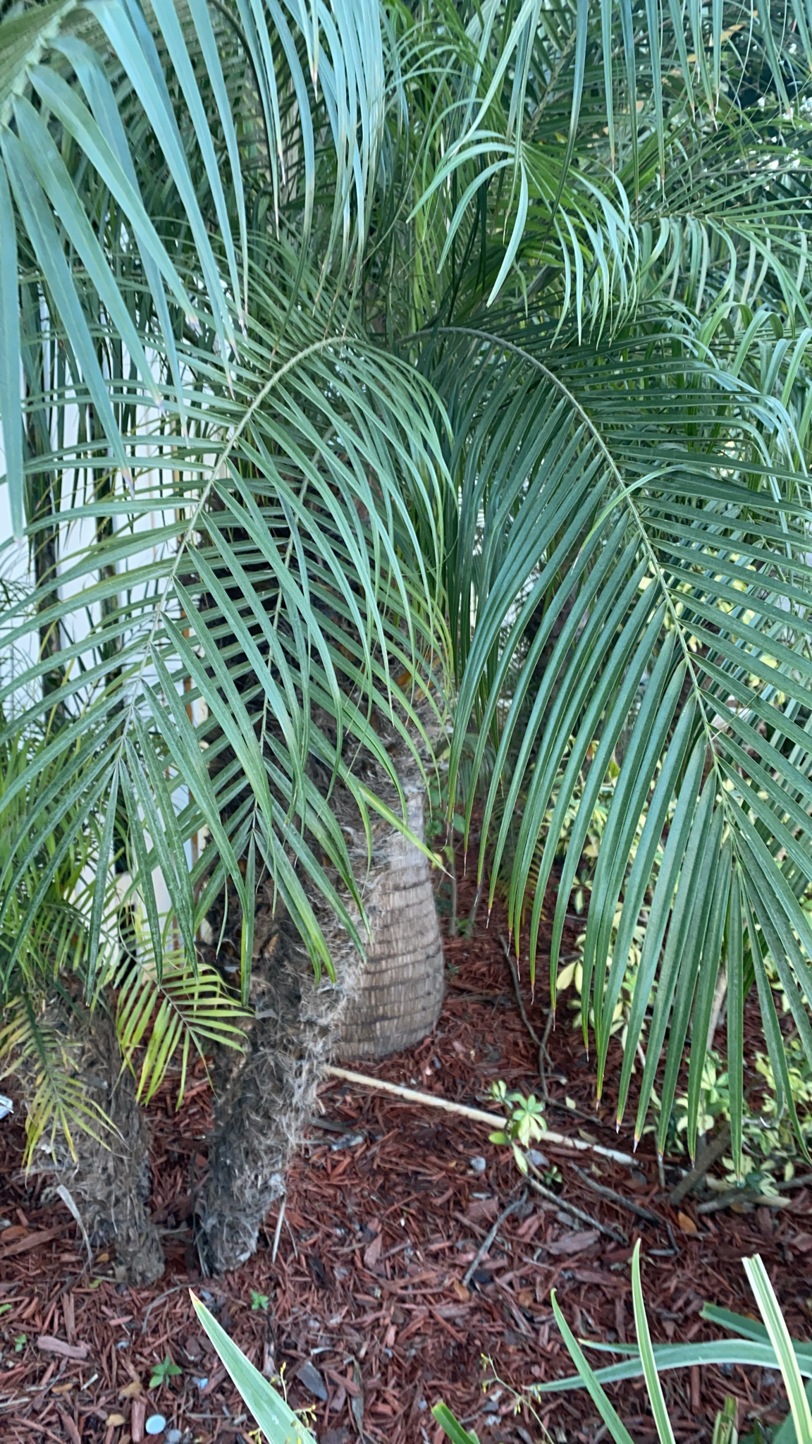 Pygmy Date Palm (Phoenix roebelenii)