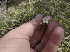 Pholistoma membranaceum