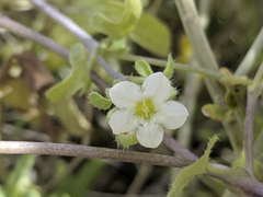 Pholistoma membranaceum