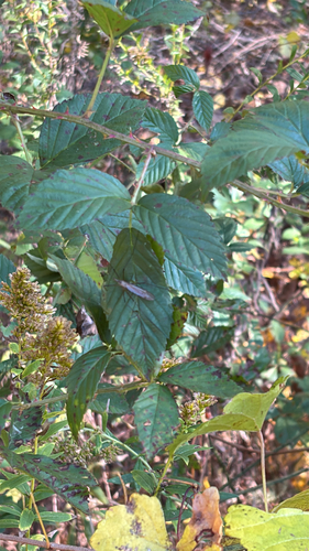 Unknown species found near Toby Creek Greenway, Charlotte, NC, US