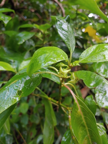 Kadua acuminata observed 2025-11-02